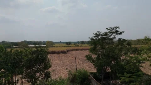 Sugarcane Harvest in East Java Aerial Stock Footage 345869139
