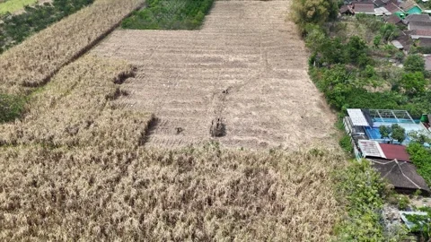 Sugarcane Harvest in East Java Aerial Video stock 345869232