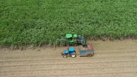 Sugarcane harvest on a field Stock Footage 241360533