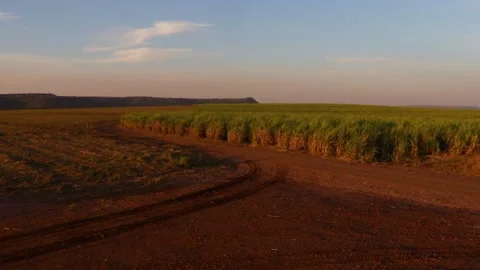 Sugarcane harvest Stock Footage 154917552