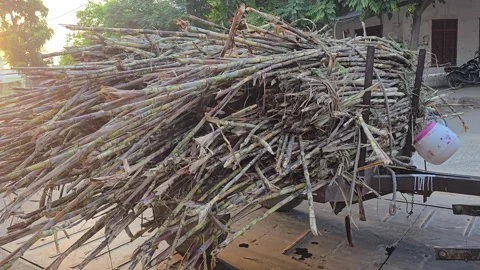 Sugarcane Harvest on Wheels Stock Footage 313571799