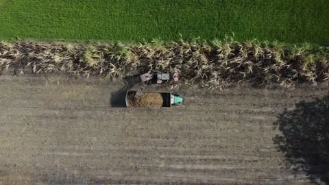 Sugarcane Harvesting Philippines Stock Footage 222752296