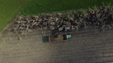 Sugarcane Harvesting Philippines Stock Footage 222759980