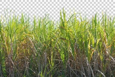Sugarcane  isolated transparency background. Stock Photos