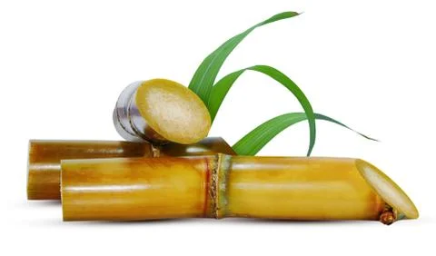 Sugarcane isolated on white background Stock Photos