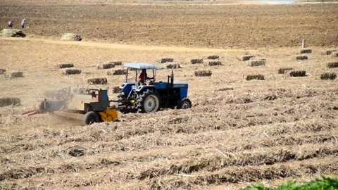 Sugarcane leaf compress by tractor in old sugarcane field Video stock 146570019