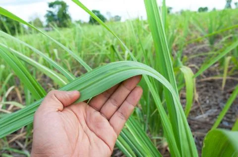Sugarcane leaf with hand Stock Photos
