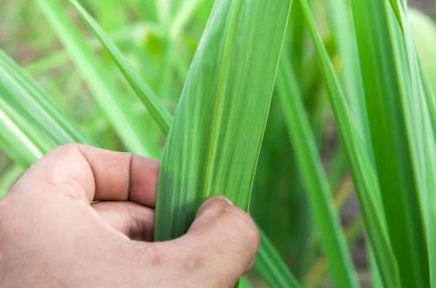 Sugarcane leaf with hand Stock Photos