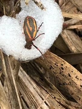 Sugarcane leafhopper Fotos de archivo