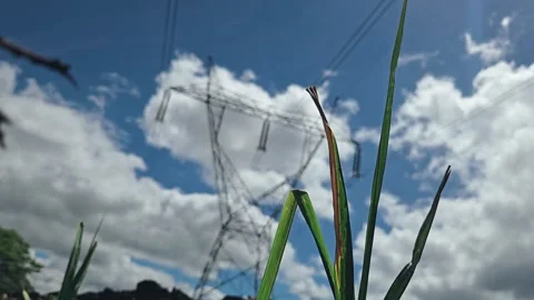 Sugarcane leaves with a blurred power grid tower under a dynamic moving time lap Stock-Footage 343751194