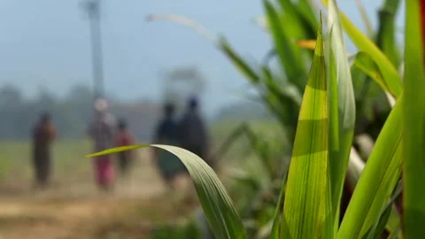 Sugarcane Leaves in Focus with Rural Workers in Background Stock Footage 328824482