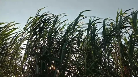 Sugarcane leaves Stock Footage 281533954