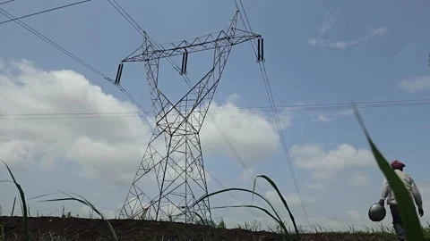 Sugarcane leaves sway in the wind as an unrecognized farmer climbs the field tow Stock Footage 340514715