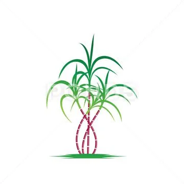 1,600+ Sugar Cane Icon Stock Illustrations, Royalty-Free Vector Graphics &  Clip Art - iStock | Sugar cane field, Sugar cane plant, Sugar cane  plantation