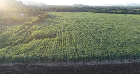 Sugarcane pantation field sunset light agricultural industry aerial view Stock Footage 128364170