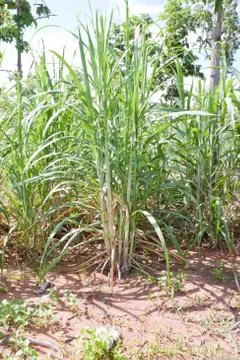 Sugarcane Stock Photos