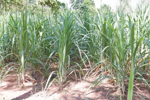 Sugarcane Stock Photos