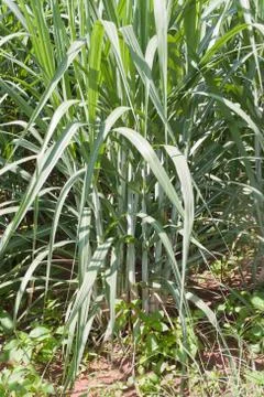 Sugarcane Stock Photos