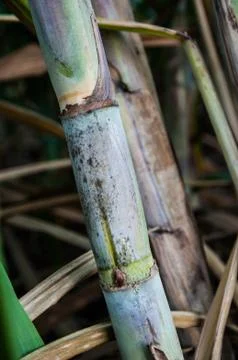 Sugarcane Stock Photos
