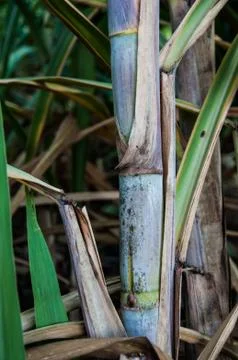 Sugarcane Stock Photos