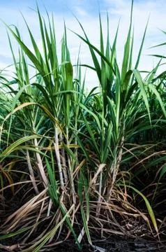 Sugarcane Stock Photos