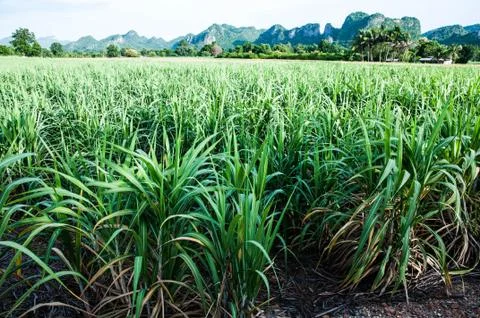 Sugarcane Stock Photos