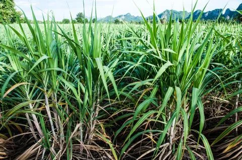 Sugarcane Stock Photos