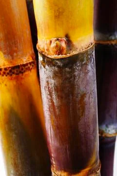 Sugarcane Stock Photos