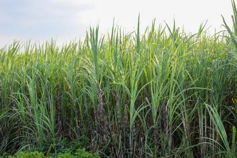 Sugarcane Stock Photos