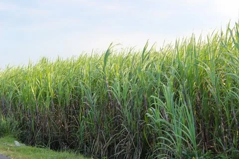 Sugarcane Stock Photos