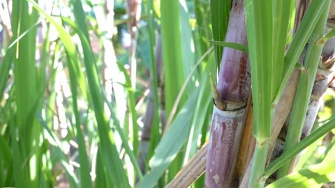 Sugarcane plant close up Stock Footage 132535240