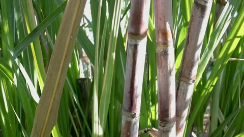 Sugarcane plant close up Stock Footage 132535605