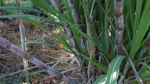 Sugarcane plant close up Stock Footage 132535626