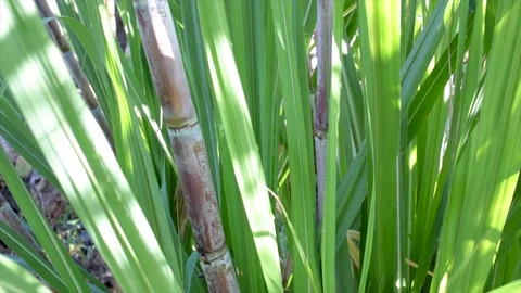 Sugarcane plant close up Stock Footage 132535643