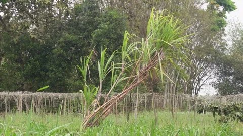Sugarcane Plant Stock Footage 333917907