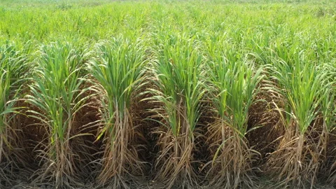 Sugarcane plantation Stock Footage 133846891