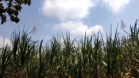 Sugarcane plantation Stock Footage 337880022