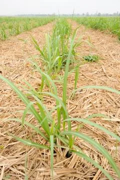 Sugarcane plantation Stock Photos