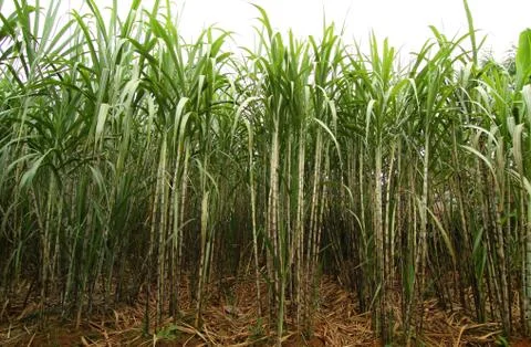 Sugarcane plantation Stock Photos