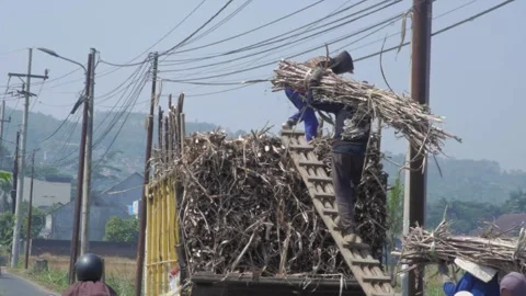 Sugarcane plantation workers are manually moving the cut cane onto a truck .. Vídeos de archivo 242225133
