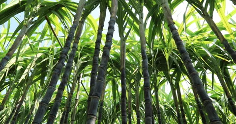 Sugarcane plants blowing in the wind at field Stock Footage 132675692