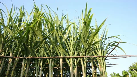 Sugarcane plants blowing in the wind at field Stock Footage 147377270