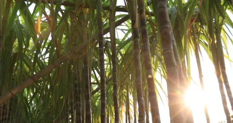 Sugarcane plants blowing in the wind at field Stock Footage