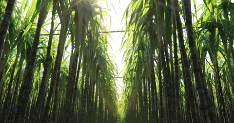 Sugarcane plants blowing in the wind at field Stock Footage 147429917