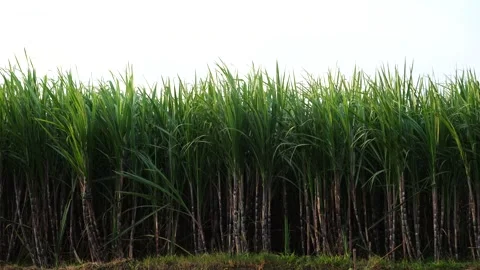 Sugarcane plants in the fields Stock Footage 264156967