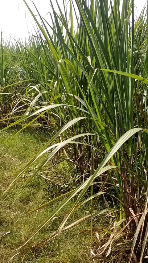 Sugarcane plants 動画素材 325784826