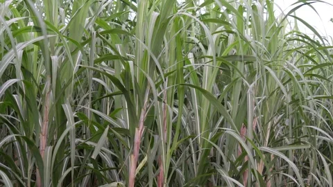 Sugarcane plants Video stock 344813836