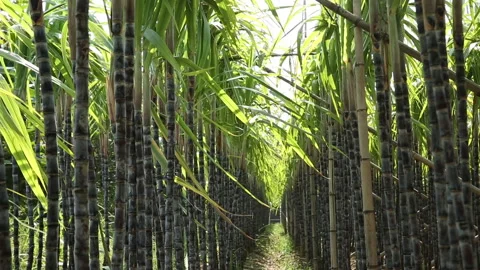 Sugarcane plants growing in the field Stock Footage 147380848