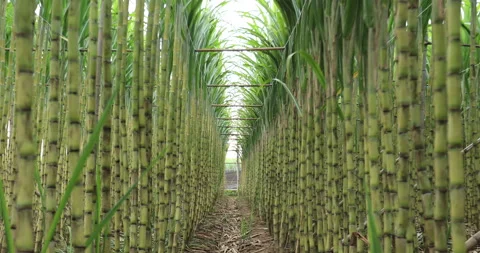 Sugarcane plants growing at field Stock Footage 167574637