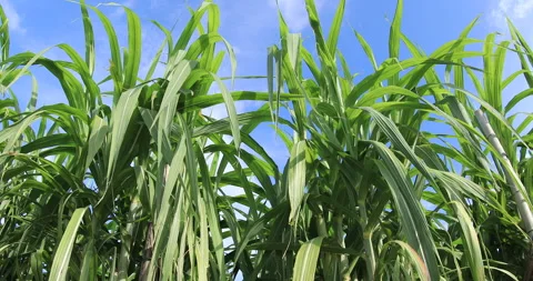 Sugarcane plants growing at field Stock Footage 167748184